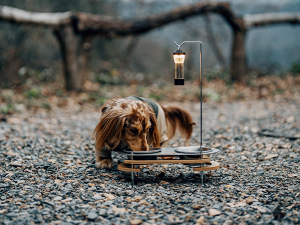 Pet Bowl - gooutspringhill